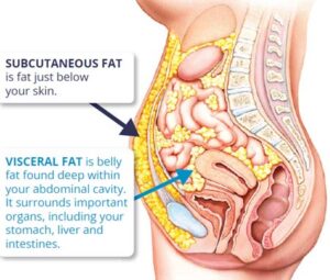 Visceral-fat-definition