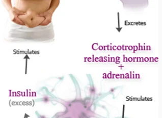 Diagram showing how stress leads to increased fat storage and weight gain through the release of hormones like corticotrophin, adrenalin, insulin, and cortisol, affecting glucose levels.
