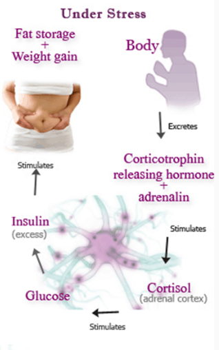 Diagram showing how stress leads to increased fat storage and weight gain through the release of hormones like corticotrophin, adrenalin, insulin, and cortisol, affecting glucose levels.