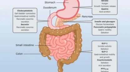 Diagram of the human digestive system with labels indicating hormone release sites and functions related to digestion, satiation, motility, and insulin regulation.