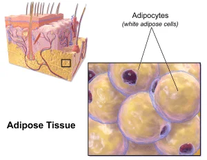 Diagram of human skin layers, highlighting a section showing a close-up of adipose tissue with labelled adipocytes (white adipose cells).