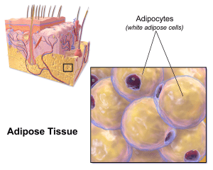 Diagram of human skin layers, highlighting a section showing a close-up of adipose tissue with labelled adipocytes (white adipose cells).