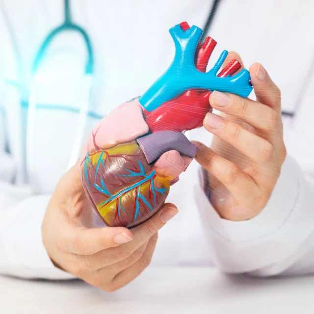 A person in a white coat holds a detailed anatomical model of a human heart, with a stethoscope visible around their neck.