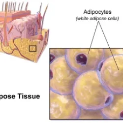 Diagram of human skin layers, highlighting a section showing a close-up of adipose tissue with labelled adipocytes (white adipose cells).